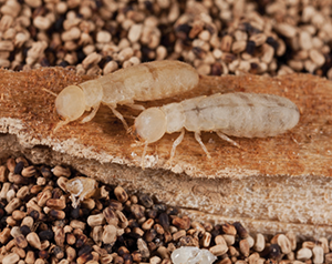 termites on drywood