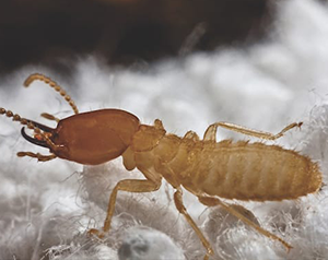 Formosan termite