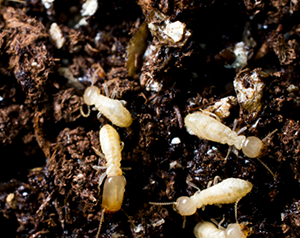 subterranean termite