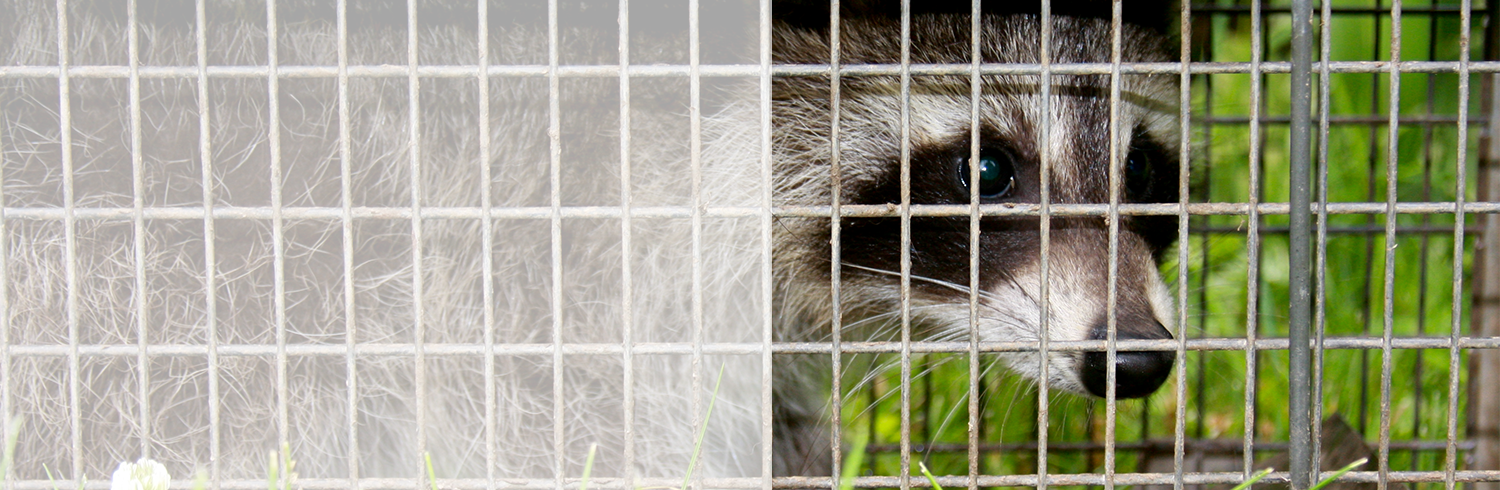 raccoon in trap