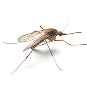 mosquito