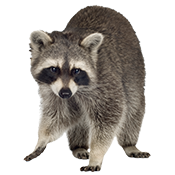 raccoon