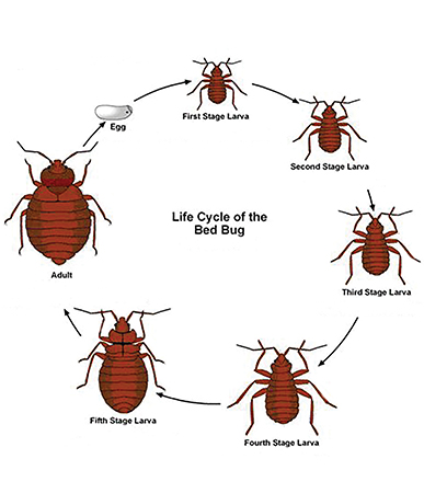 Bed Bug Removal Chicago toppestkillers.com
